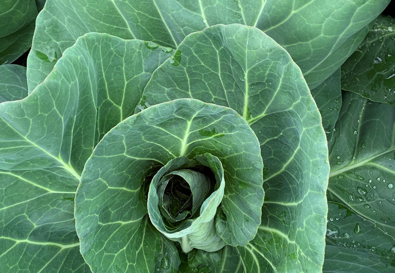 The Humble Cabbage
