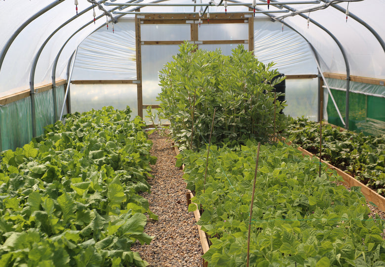 Polytunnels being filled up!