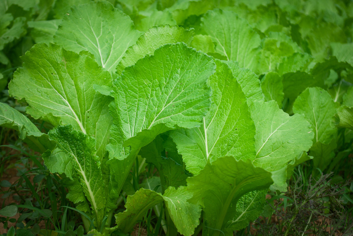 How To Use Mustard Leaves At Audrey Cunningham Blog how-to-use-mustard-leaves-at-audrey-cunningham-blog