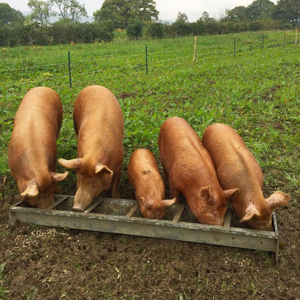 Tamworth Pigs - Confirmed Pregnancy