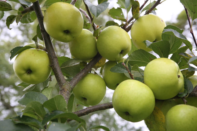 Morpeth Food Festival & Picking Apples