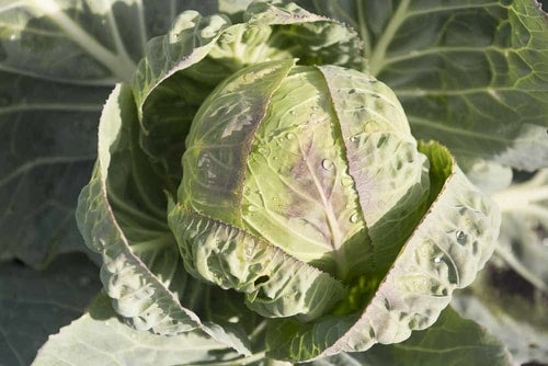Lovely Cabbages