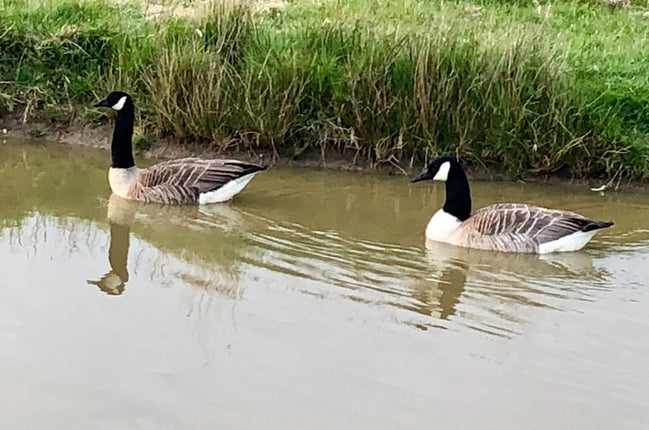 Canadian Geese and other Visitors