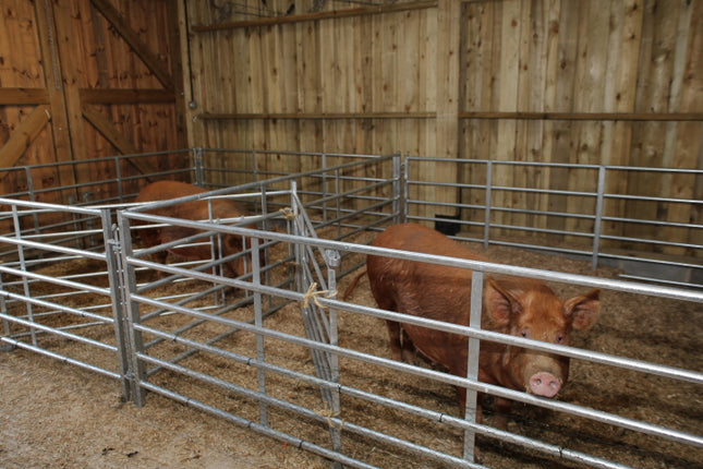 Pigs moved into Maternity Wing