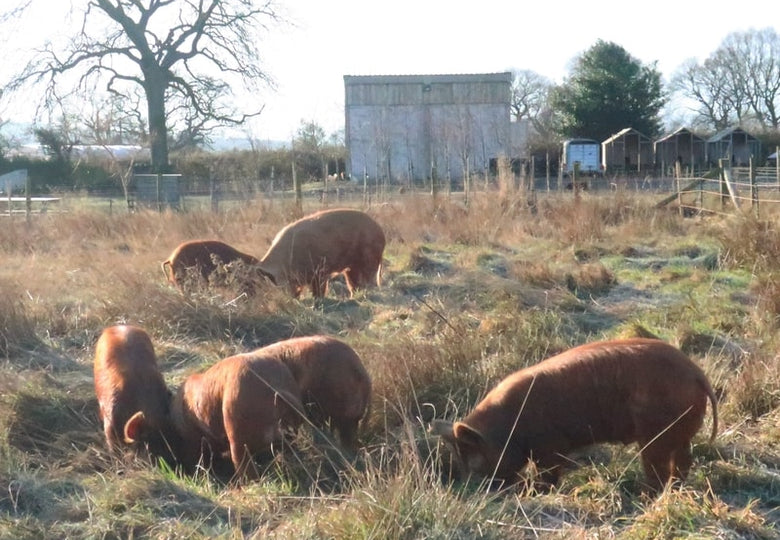 Pigs Clearing Land