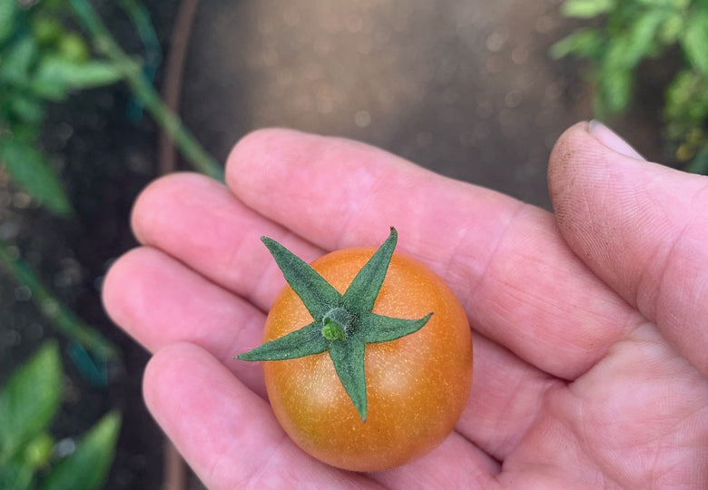 Tomato Season