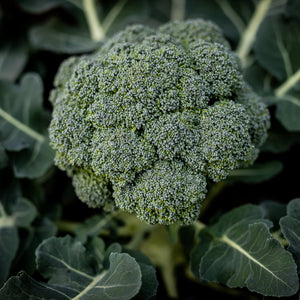 Broccoli (Calabrese)