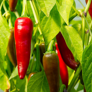 Peppers (Chilli)