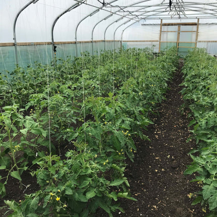 Polytunnels Looking Full