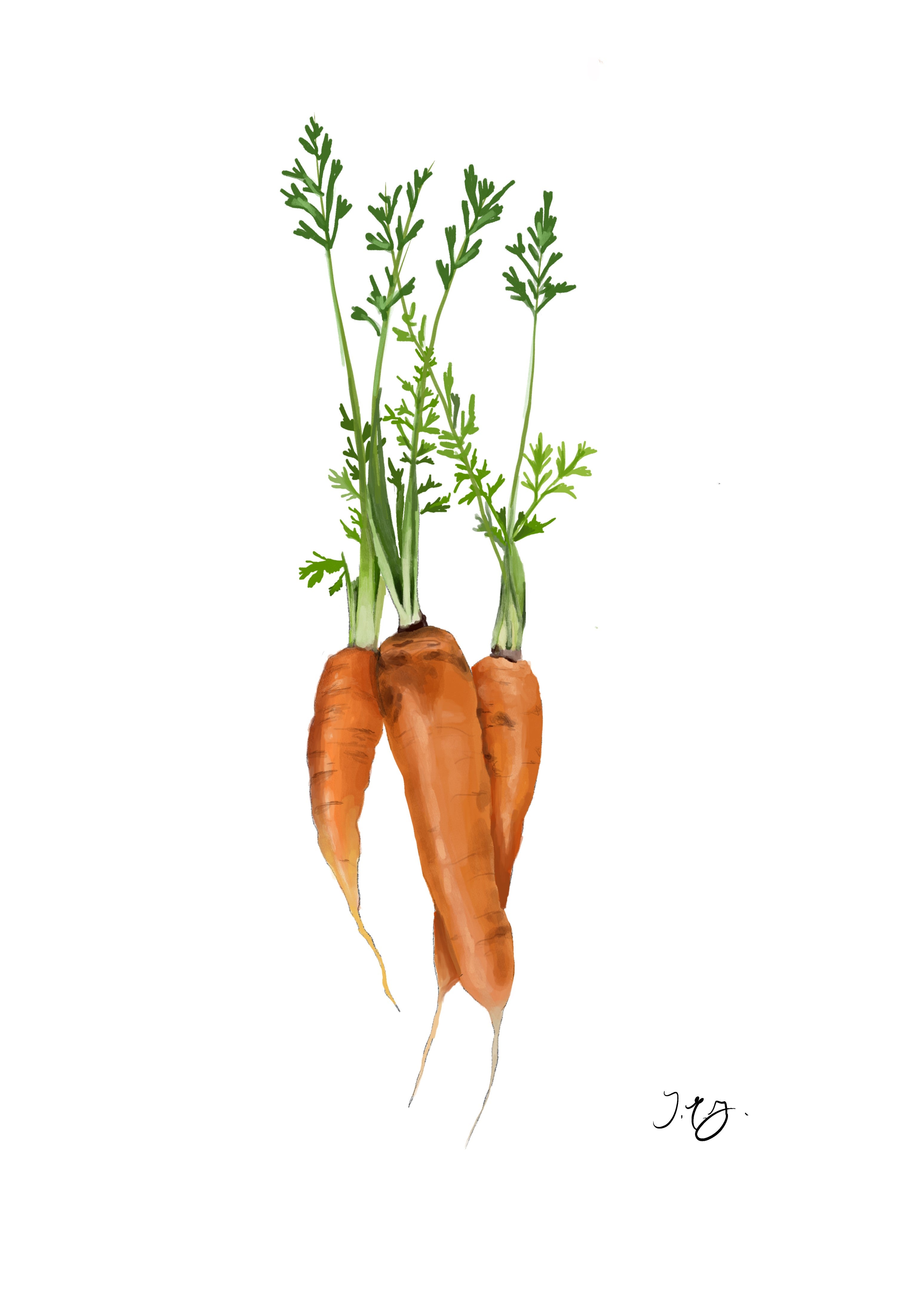 Carrots (Baby) - Bunch