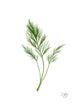 Load image into Gallery viewer, Fennel Herb - Bunch
