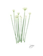 Load image into Gallery viewer, Garlic Chives - Bunch
