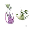 Load image into Gallery viewer, Kohl Rabi - Each
