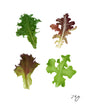 Load image into Gallery viewer, Mesclun Salad Leaves Mix - Bag
