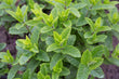 Load image into Gallery viewer, Garden Mint - Bunch
