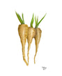Load image into Gallery viewer, Parsnips - 500g
