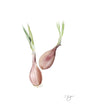 Load image into Gallery viewer, Shallots - 500g
