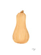 Load image into Gallery viewer, Squash - Butternut
