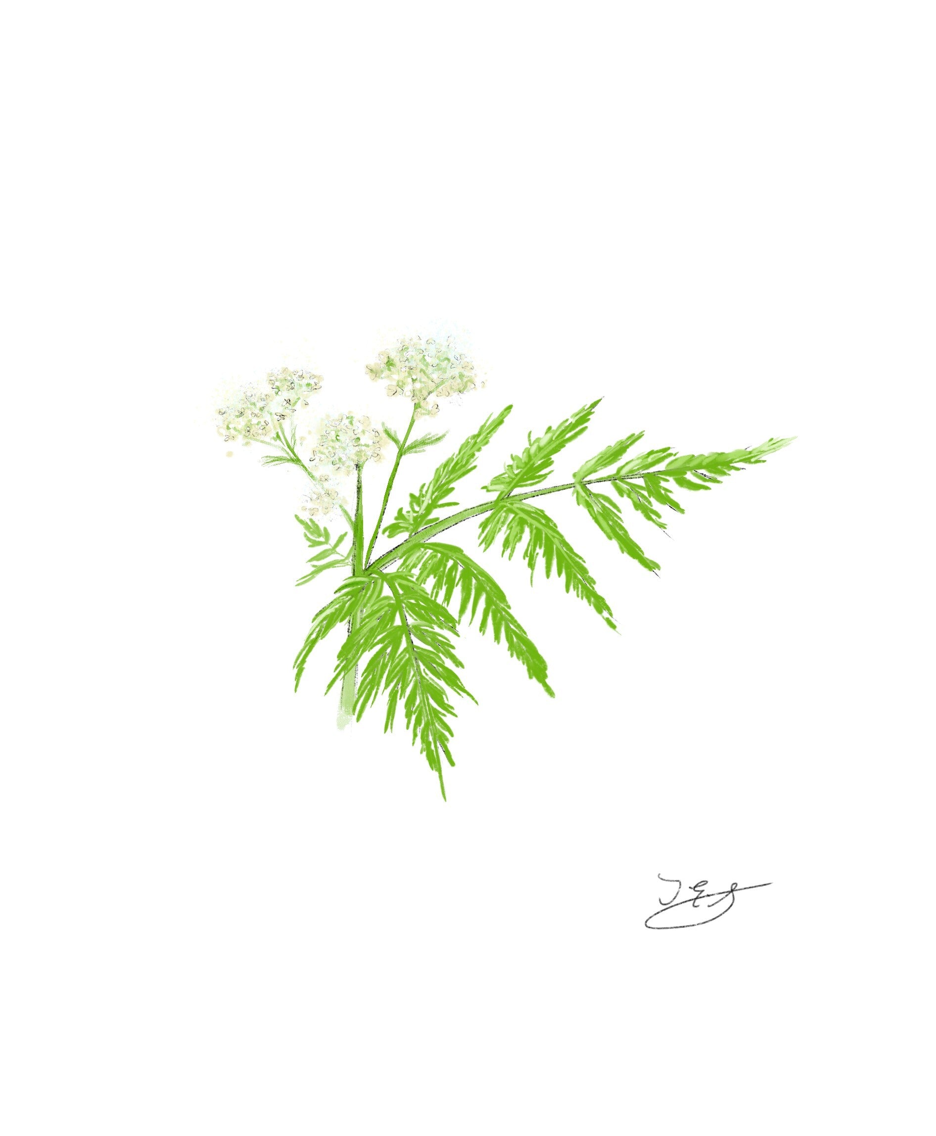 Sweet Cicely - Bunch