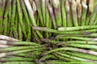 Load image into Gallery viewer, Asparagus - Bunch
