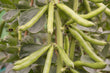 Load image into Gallery viewer, Broad Beans - 1kg
