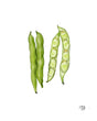 Load image into Gallery viewer, Broad Beans - 1kg
