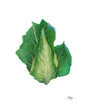Load image into Gallery viewer, Cabbage - White
