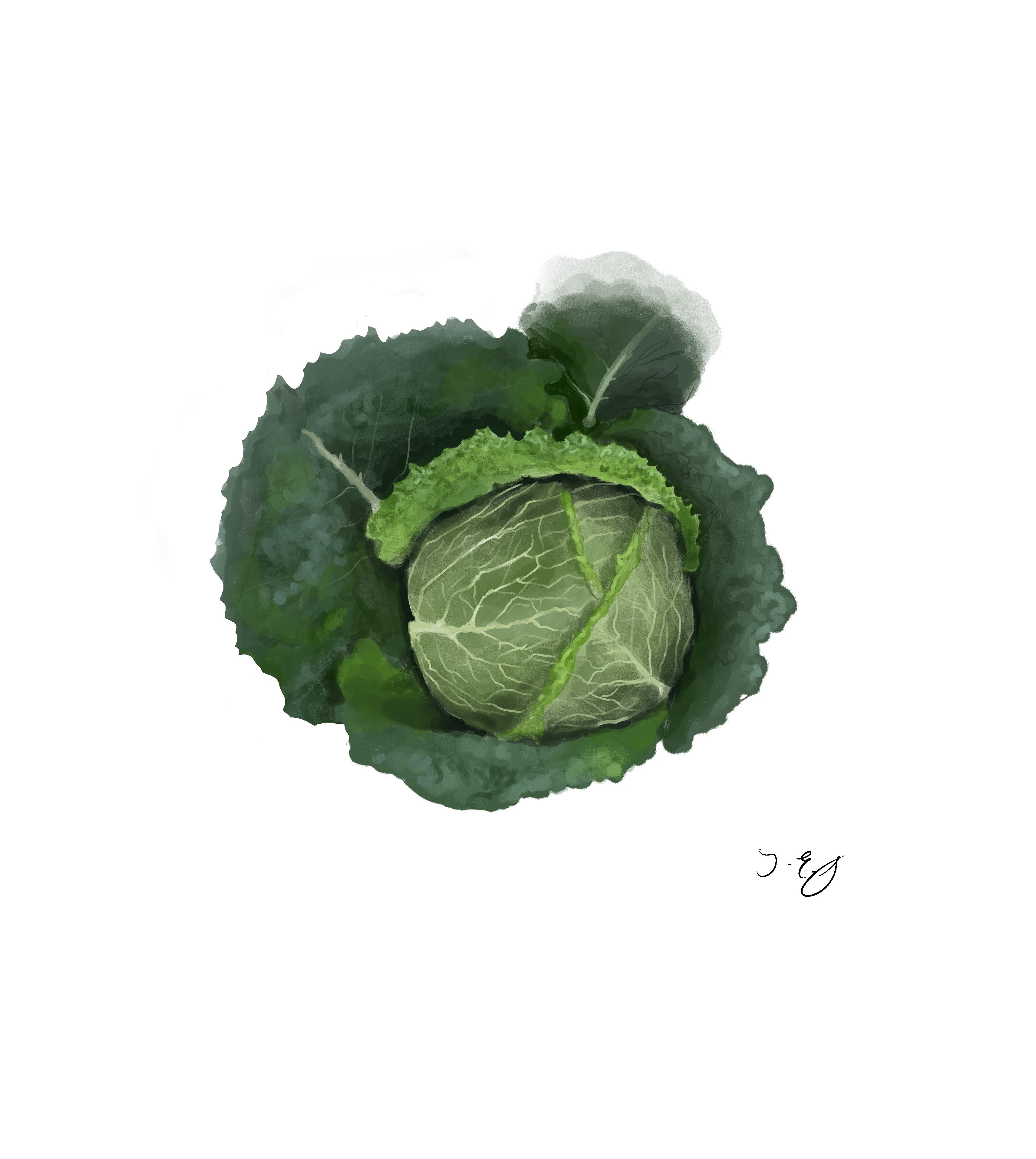 Cabbage -  Each