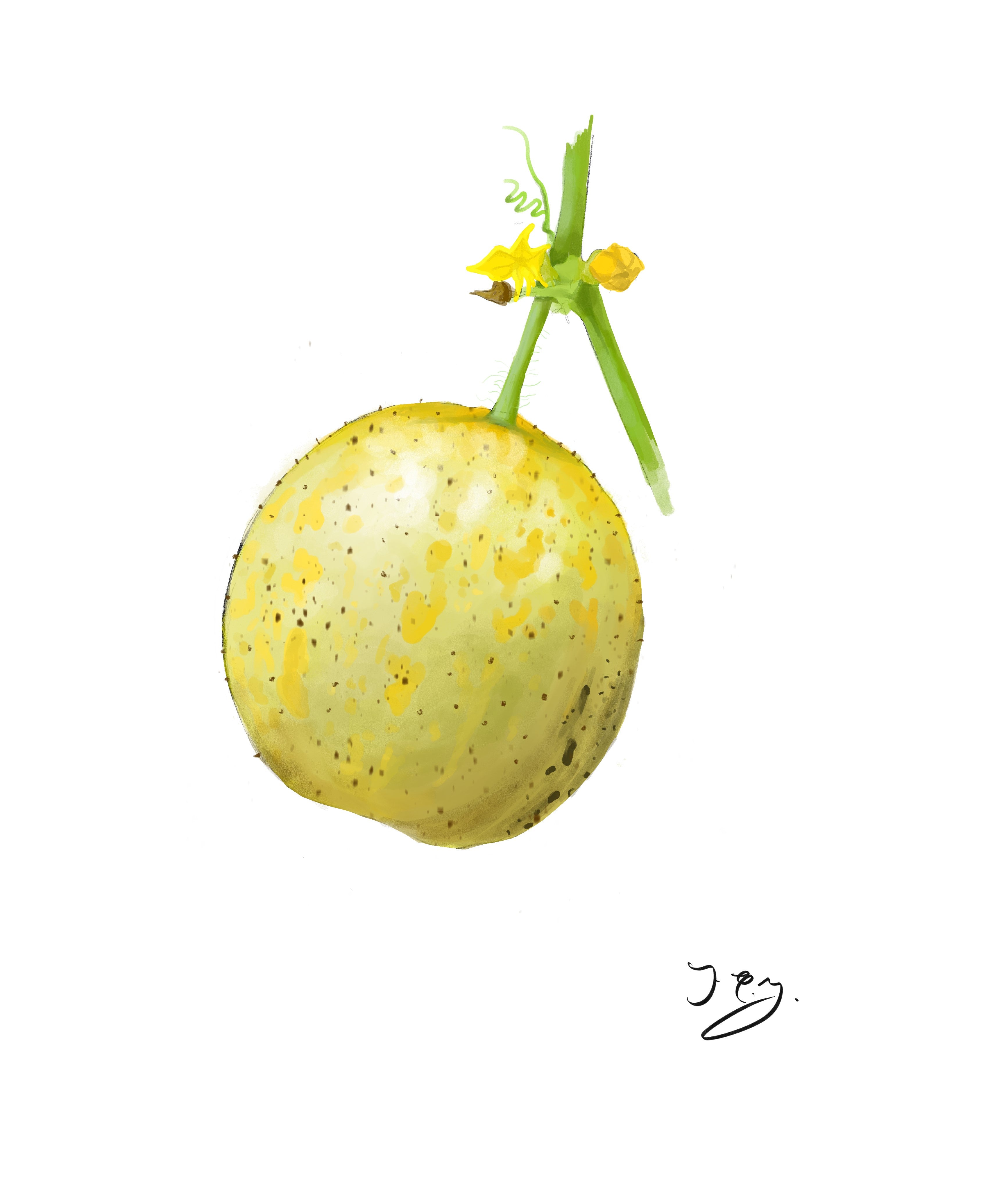 Cucumber - Crystal Lemon