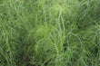 Load image into Gallery viewer, Fennel Herb - Bunch
