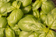 Load image into Gallery viewer, Basil - Cinnamon - Bunch
