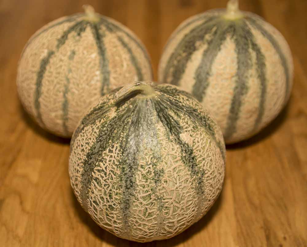 Melon - Galia - Each