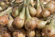 Load image into Gallery viewer, Onions - Golden Skinned - 500g
