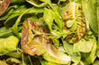 Load image into Gallery viewer, Mesclun Salad Leaves Mix - Bag
