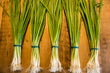 Load image into Gallery viewer, Spring Onions - Bunch
