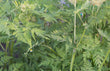 Load image into Gallery viewer, Sweet Cicely - Bunch
